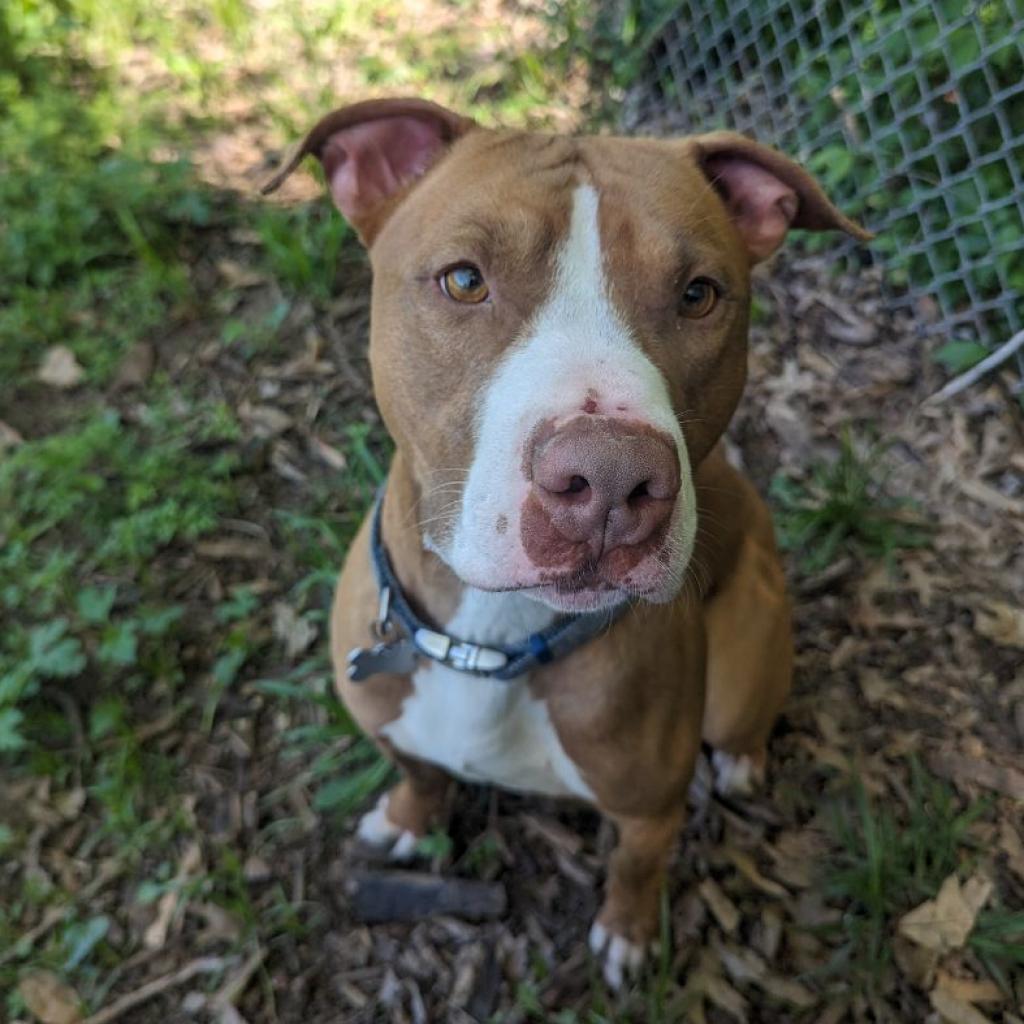 Trombone, an adoptable Pit Bull Terrier in Warrensburg, MO, 64093 | Photo Image 6