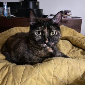 Hi there My name is Katrina Tortie and my mom is Pandora black We are currently listed for ado