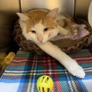 Indoor cats for adoption best sale near me