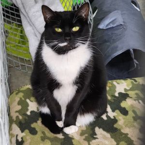 Clover, Adult Female unknown