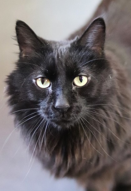 Panther, an adoptable Domestic Long Hair, Domestic Short Hair in Walla Walla, WA, 99362 | Photo Image 1