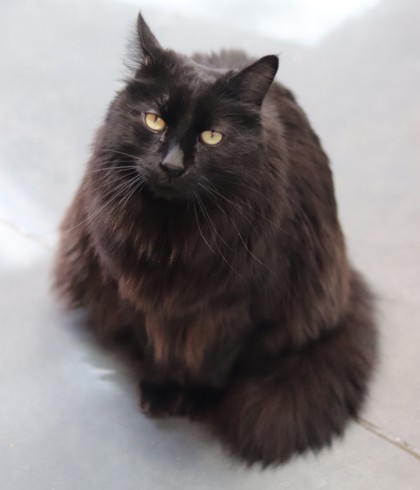 Panther, an adoptable Domestic Long Hair, Domestic Short Hair in Walla Walla, WA, 99362 | Photo Image 2