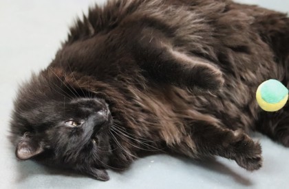 Panther, an adoptable Domestic Long Hair, Domestic Short Hair in Walla Walla, WA, 99362 | Photo Image 3