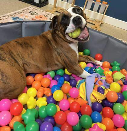 Tombstone, an adoptable Pit Bull Terrier, Mixed Breed in Pekin, IL, 61554 | Photo Image 1