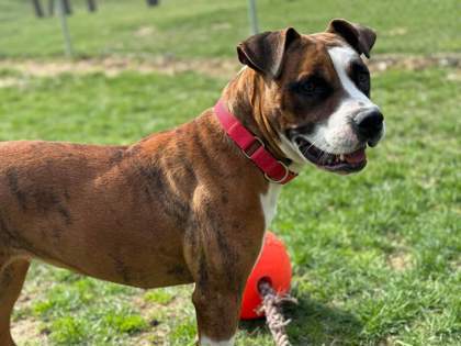 Tombstone, an adoptable Pit Bull Terrier, Mixed Breed in Pekin, IL, 61554 | Photo Image 2