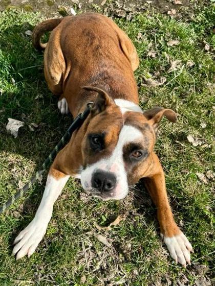 Tombstone, an adoptable Pit Bull Terrier, Mixed Breed in Pekin, IL, 61554 | Photo Image 3