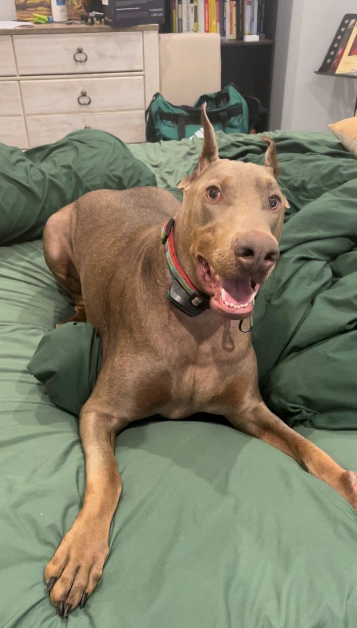 Bald doberman best sale