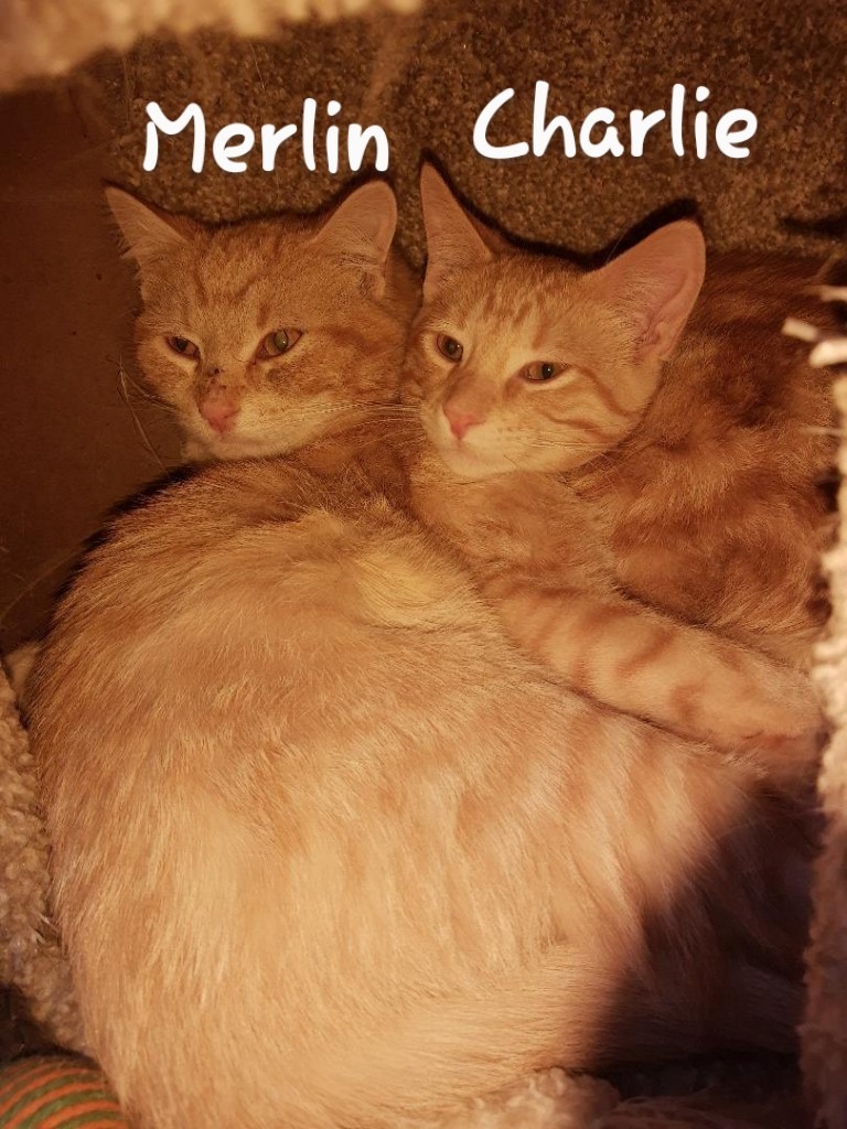 Charlie & Merlin