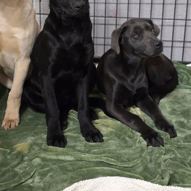 Silvermist labradors best sale