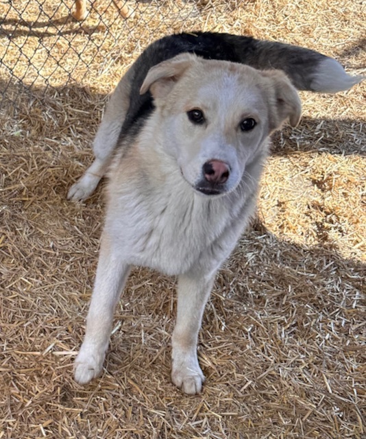 Nova scotia duck tolling retriever best sale husky mix