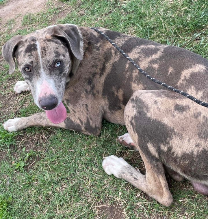 Great dane catahoula leopard best sale dog mix