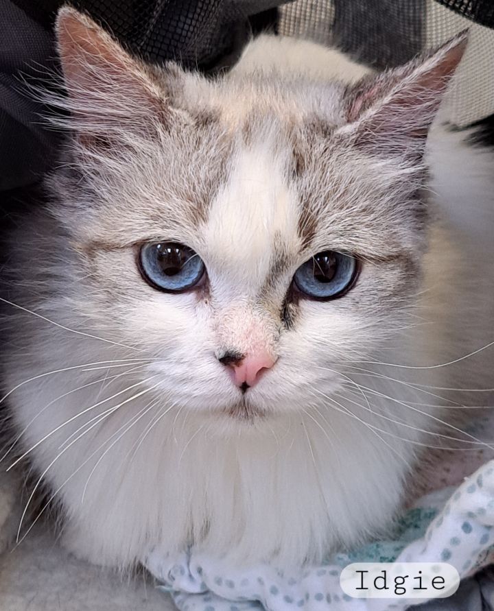 Petfinder ragdoll store