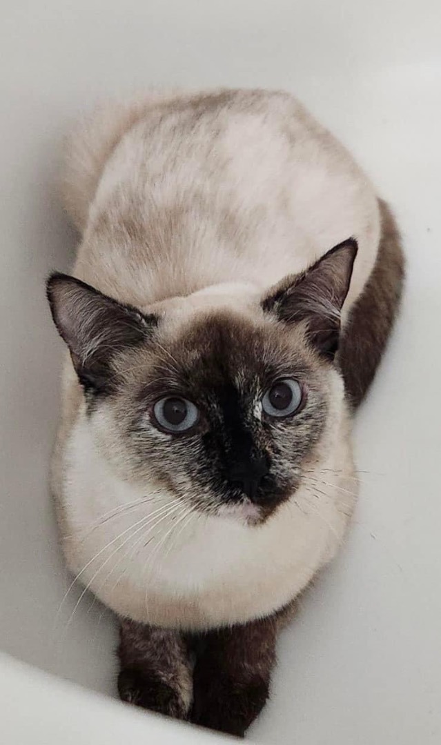 Petfinder siamese hot sale