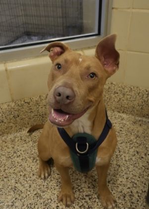 Maddie is a 1-year-old pit mix looking for her forever home This sweet and strong girl is not only 