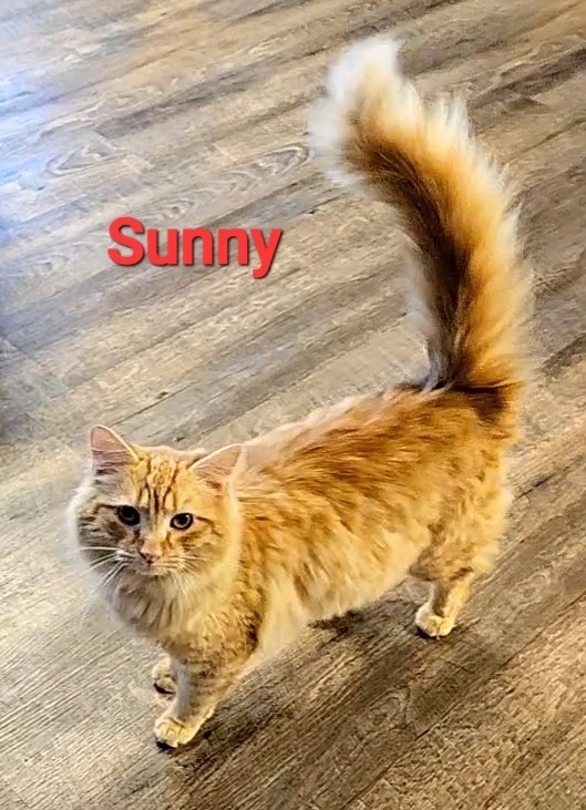 Sunny