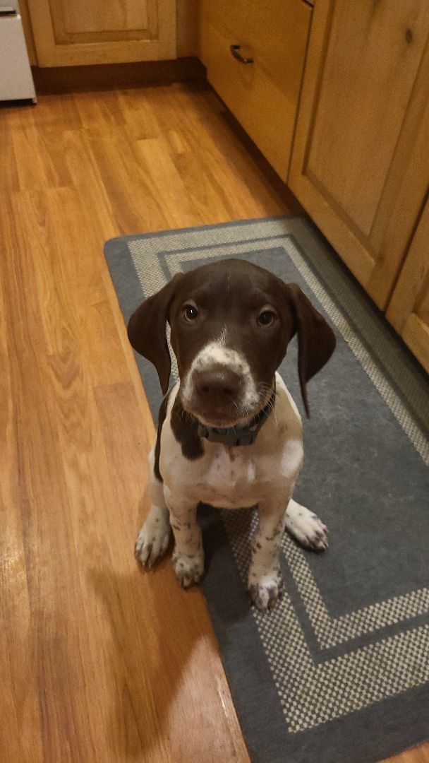 German 2024 pointer grey