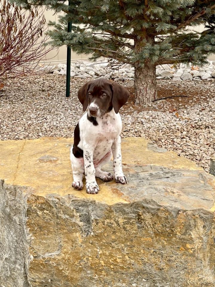 Grey sales pointer dog