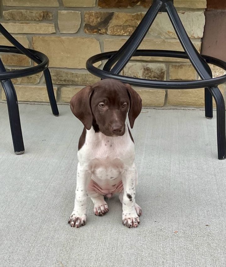 Petfinder german 2024 shorthaired pointer