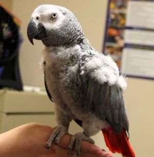 Petfinder birds sale