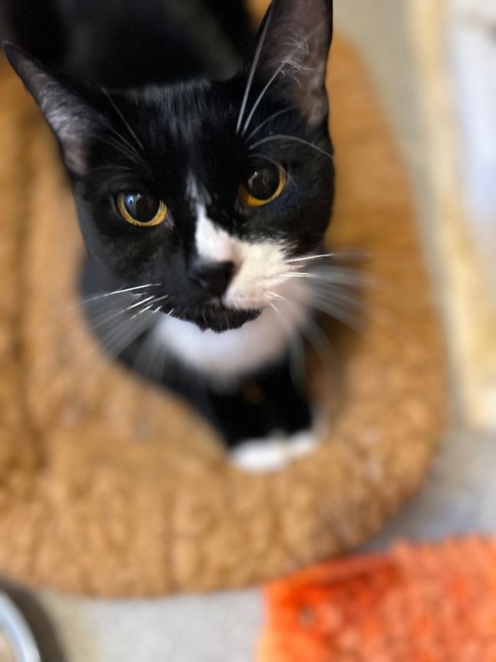 Cat for adoption Daffodil a Tuxedo Domestic Short Hair Mix in