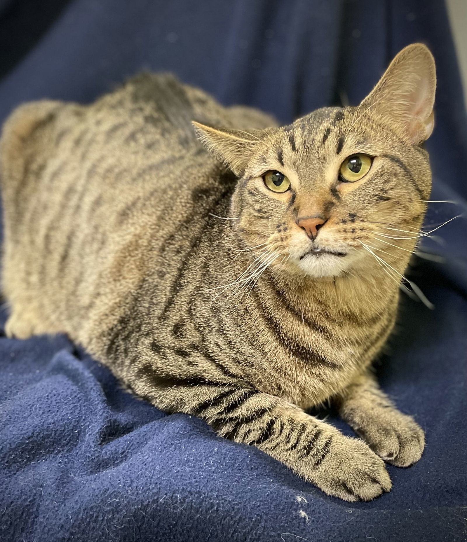 Mufasa, an adoptable Domestic Short Hair in Estherville, IA, 51334 | Photo Image 2