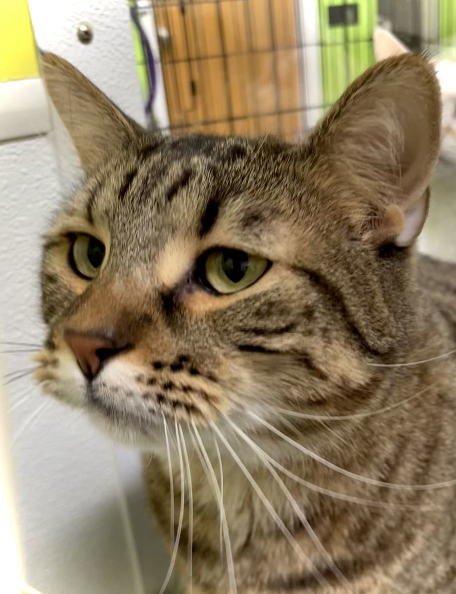 Mavis, an adoptable Domestic Short Hair in Estherville, IA, 51334 | Photo Image 1