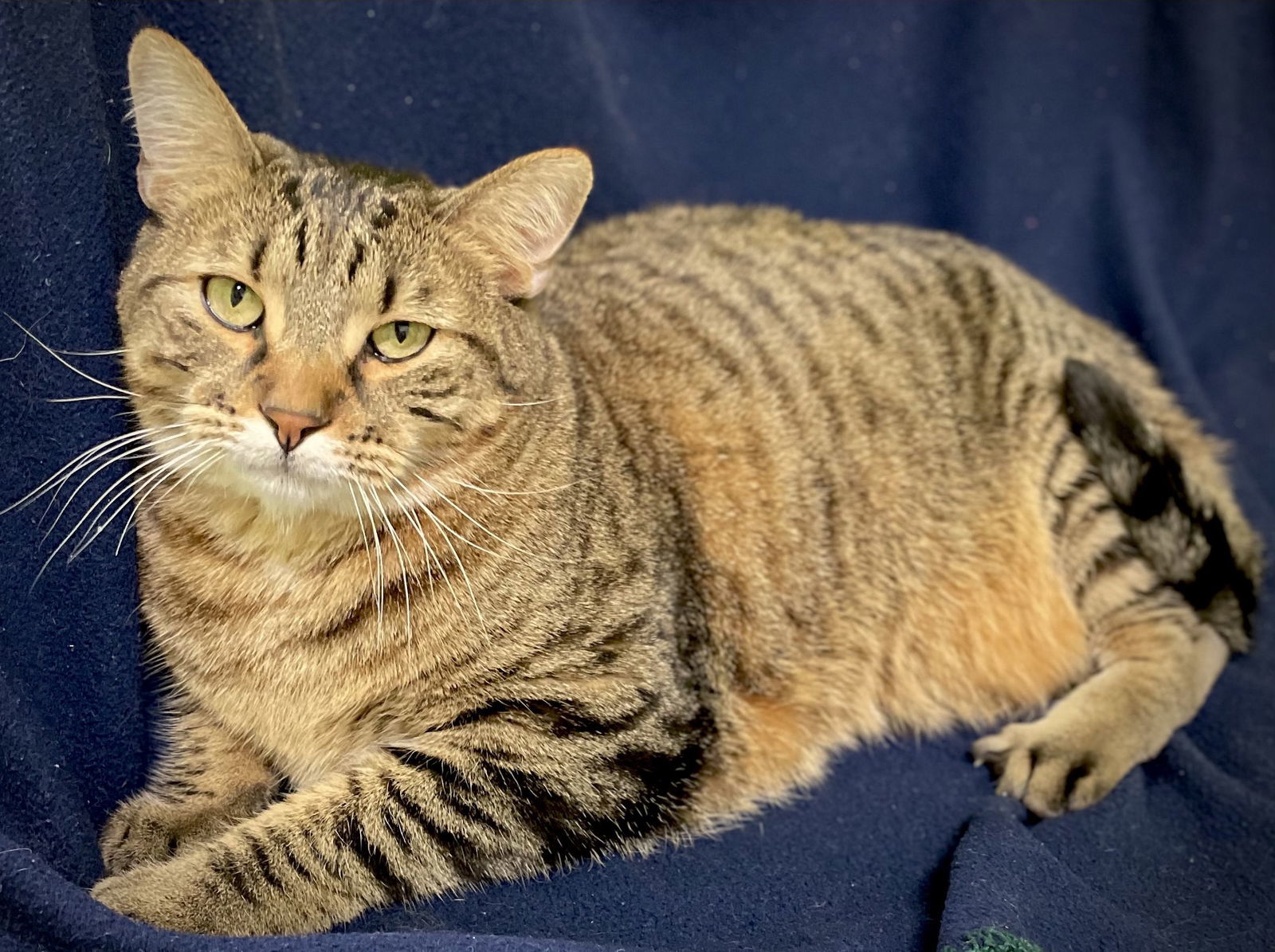 Mavis, an adoptable Domestic Short Hair in Estherville, IA, 51334 | Photo Image 3