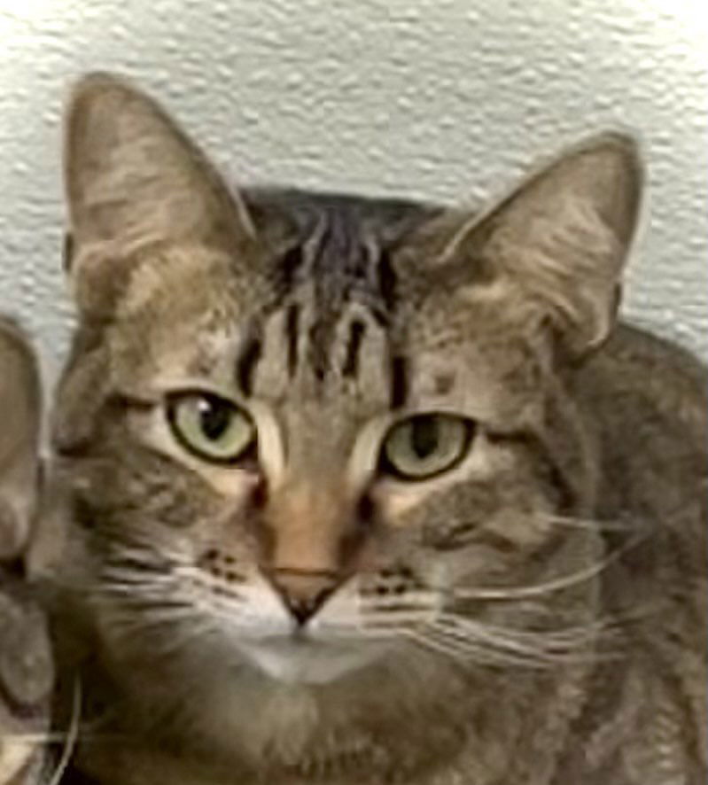 Brandy, an adoptable Domestic Short Hair in Estherville, IA, 51334 | Photo Image 1