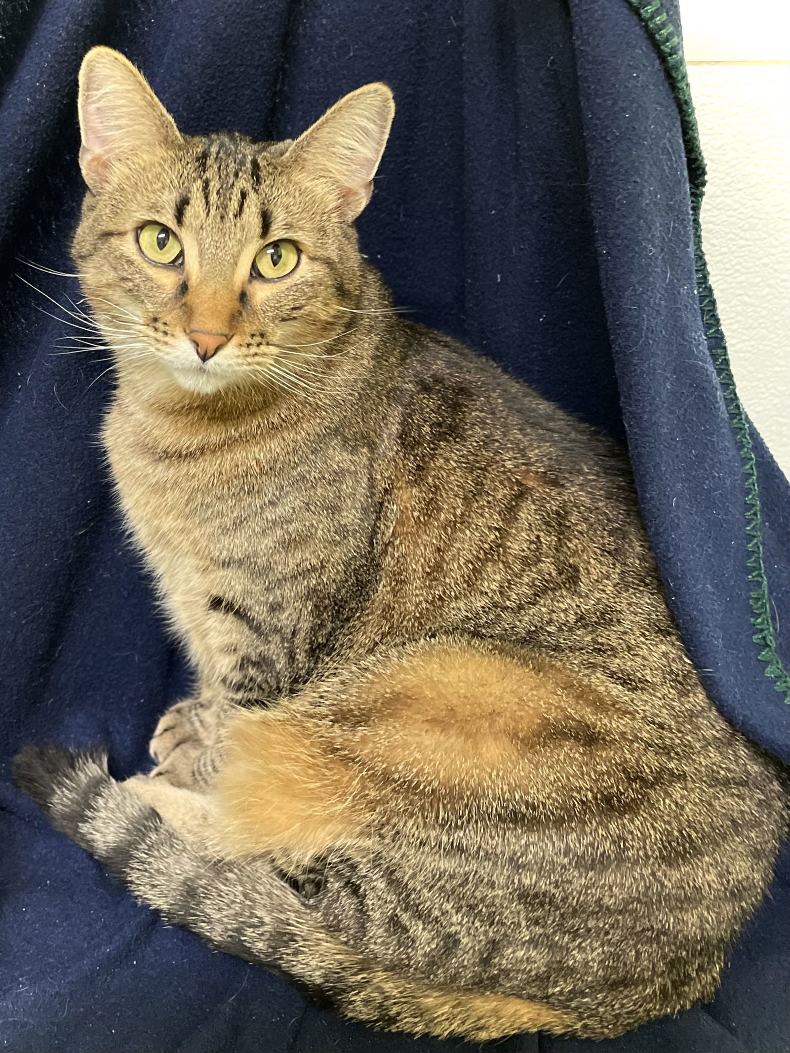 Brandy, an adoptable Domestic Short Hair in Estherville, IA, 51334 | Photo Image 2