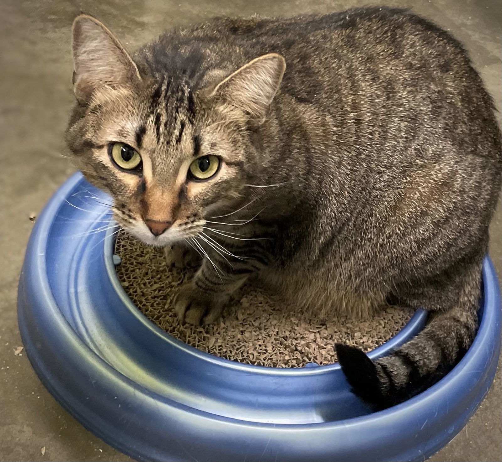 Brandy, an adoptable Domestic Short Hair in Estherville, IA, 51334 | Photo Image 3