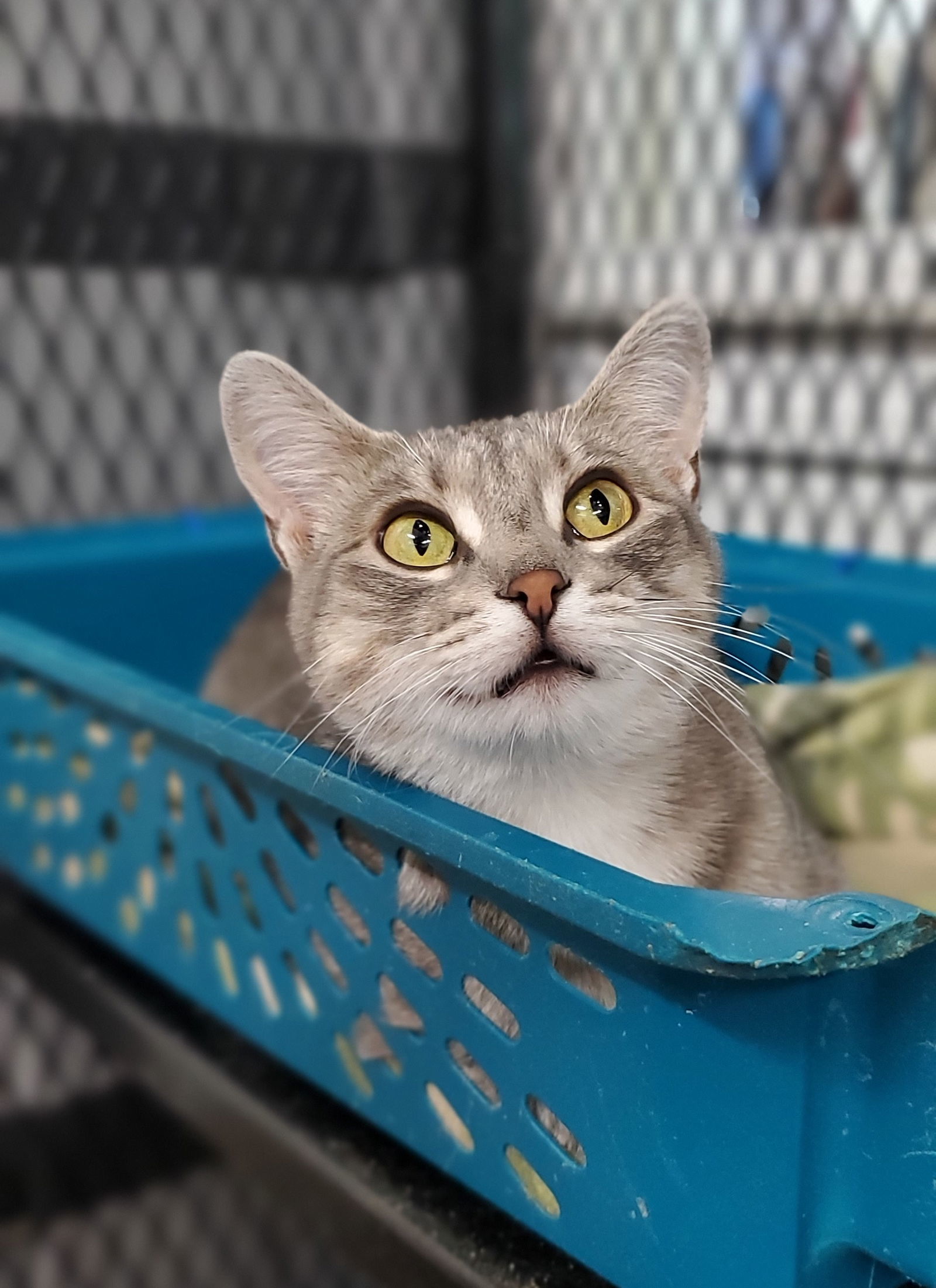 Graymalkin, an adoptable Domestic Short Hair in Estherville, IA, 51334 | Photo Image 1