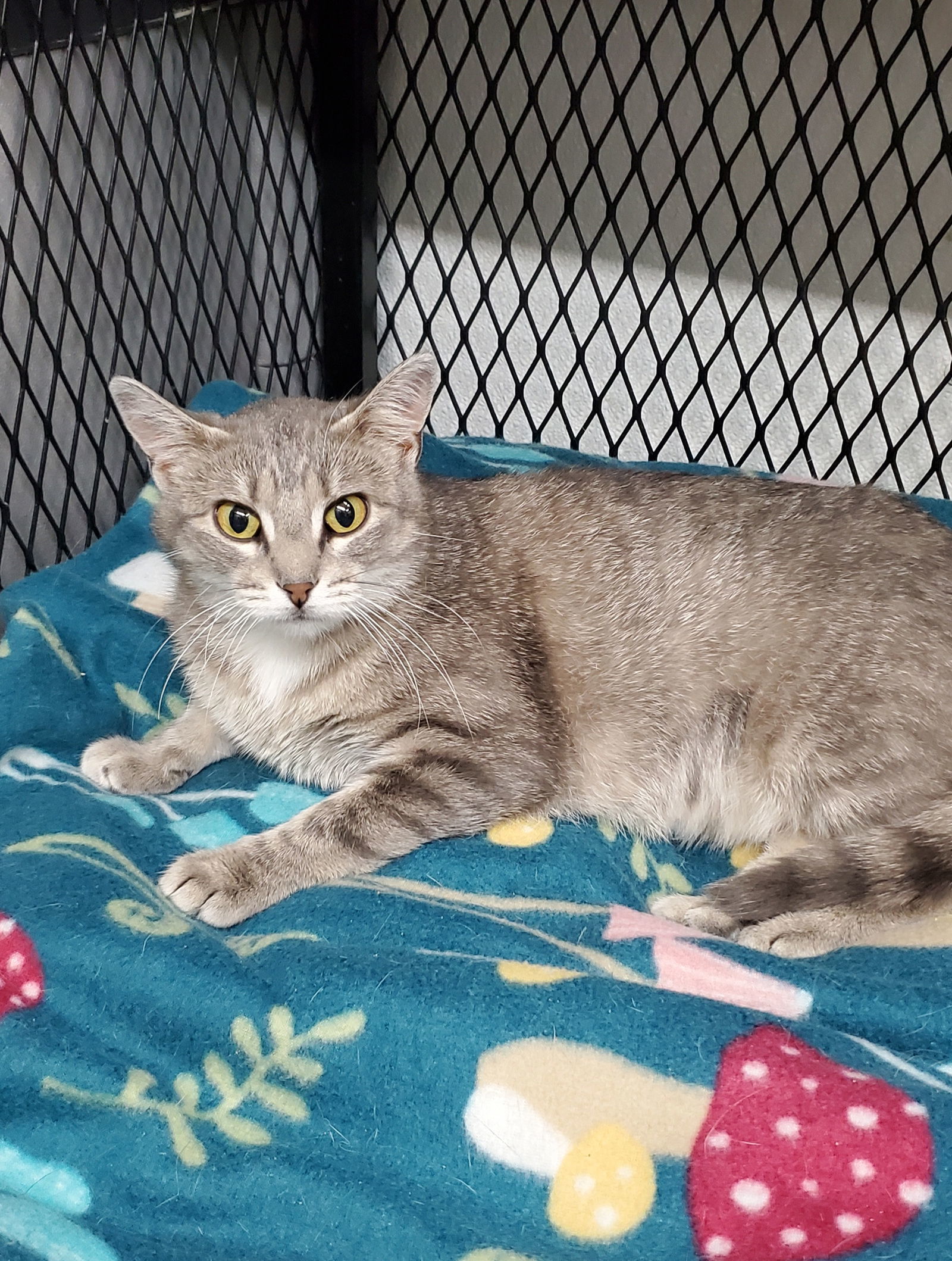 Graymalkin, an adoptable Domestic Short Hair in Estherville, IA, 51334 | Photo Image 2