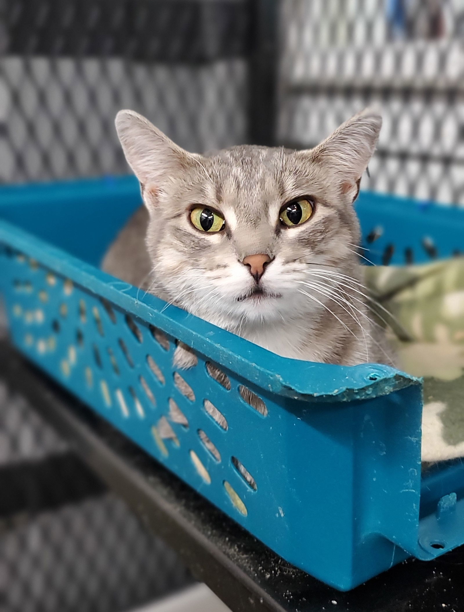 Graymalkin, an adoptable Domestic Short Hair in Estherville, IA, 51334 | Photo Image 3