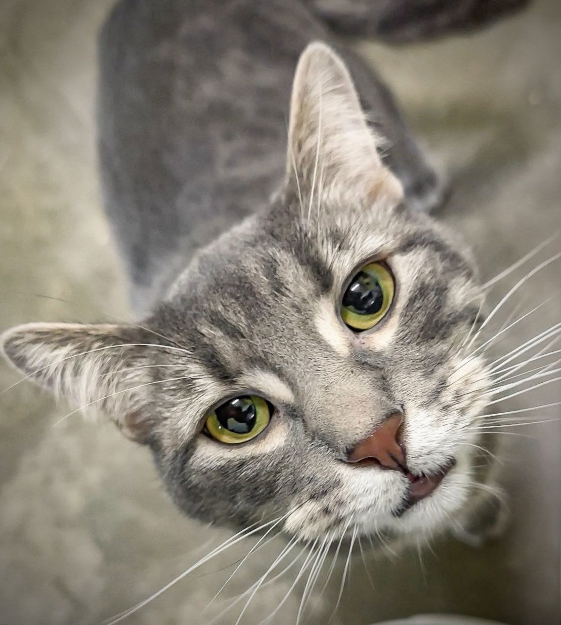 Mary, an adoptable Domestic Short Hair in Estherville, IA, 51334 | Photo Image 1