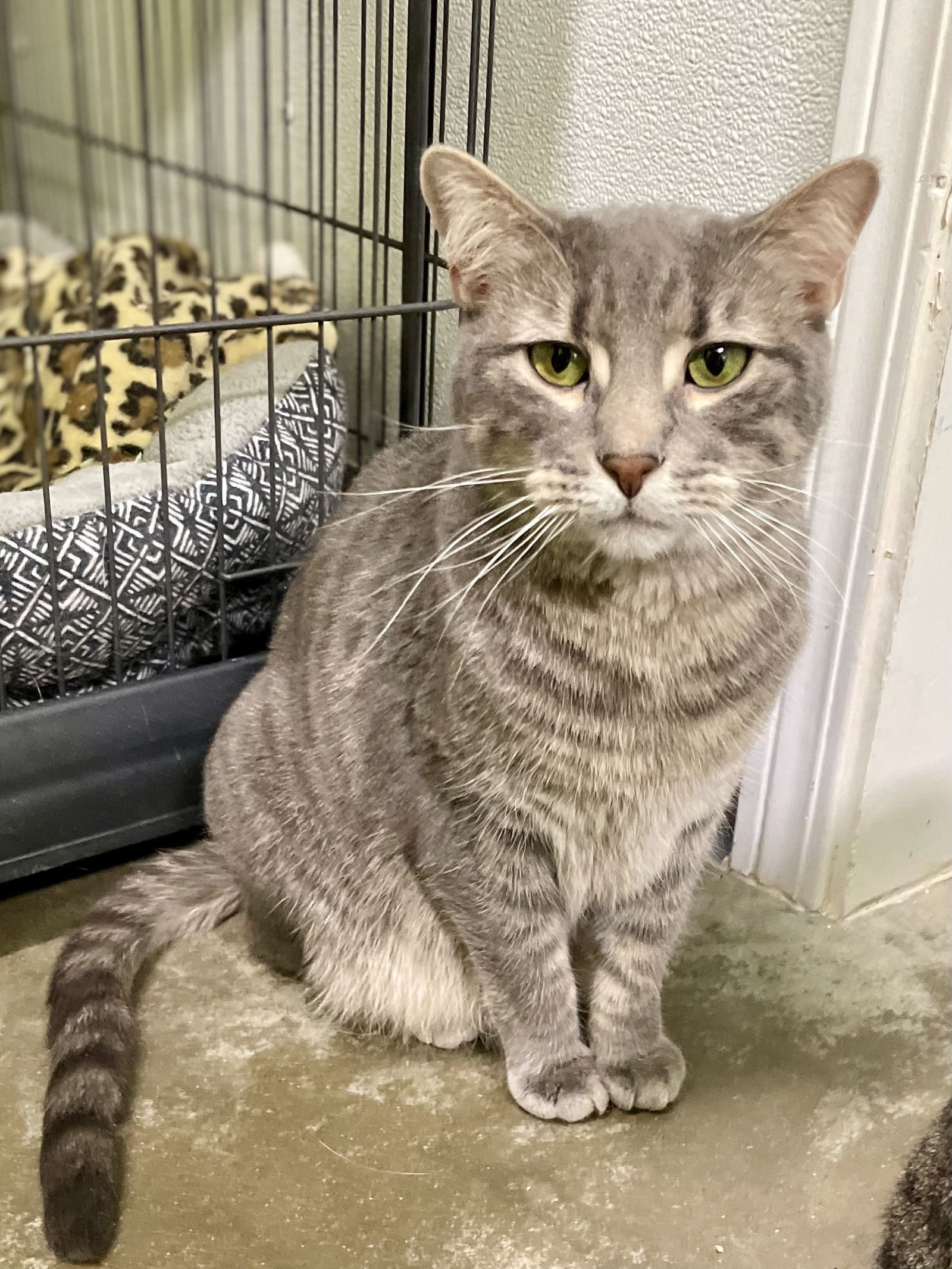 Mary, an adoptable Domestic Short Hair in Estherville, IA, 51334 | Photo Image 3