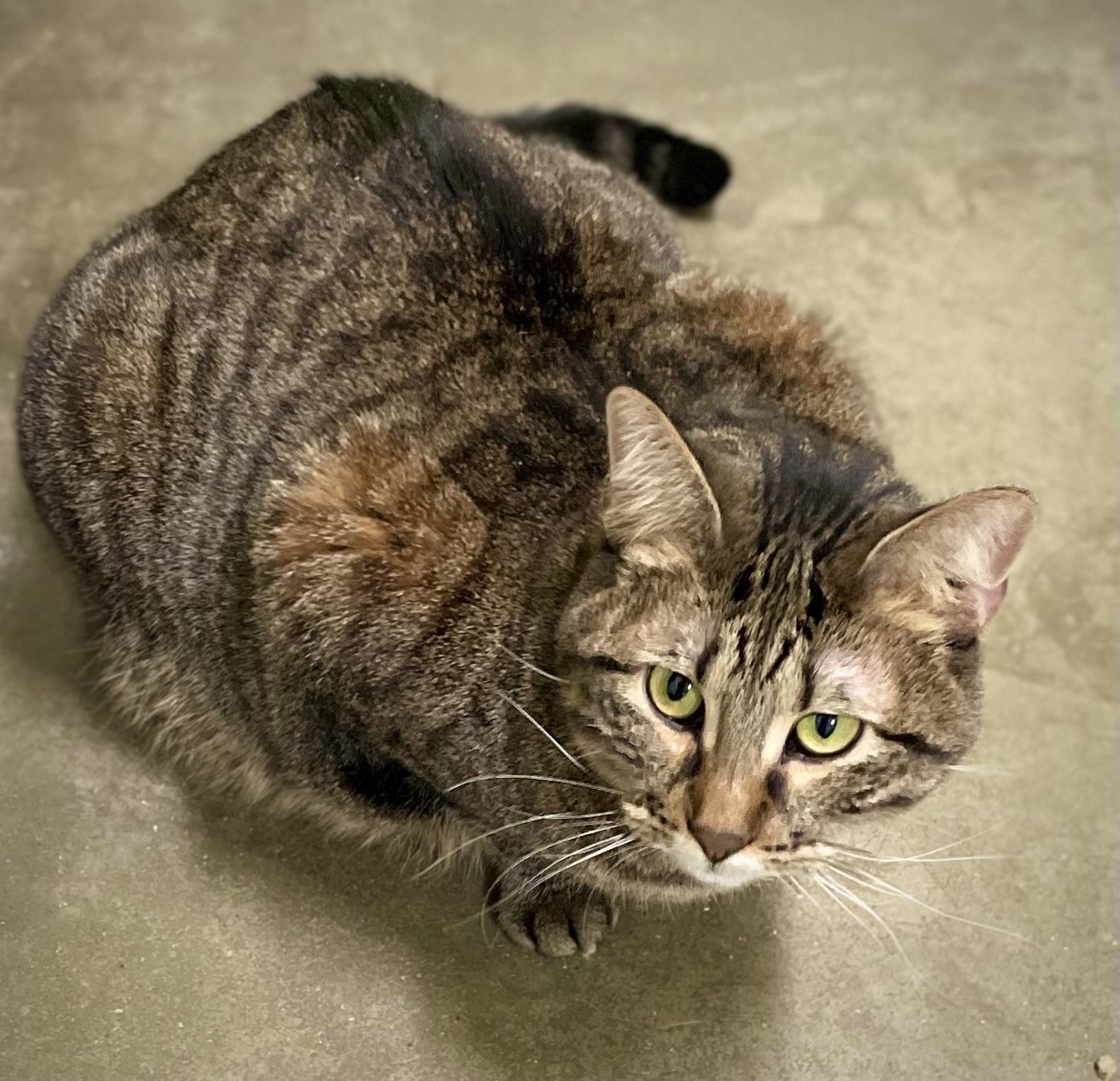 Victoria, an adoptable Domestic Short Hair in Estherville, IA, 51334 | Photo Image 1