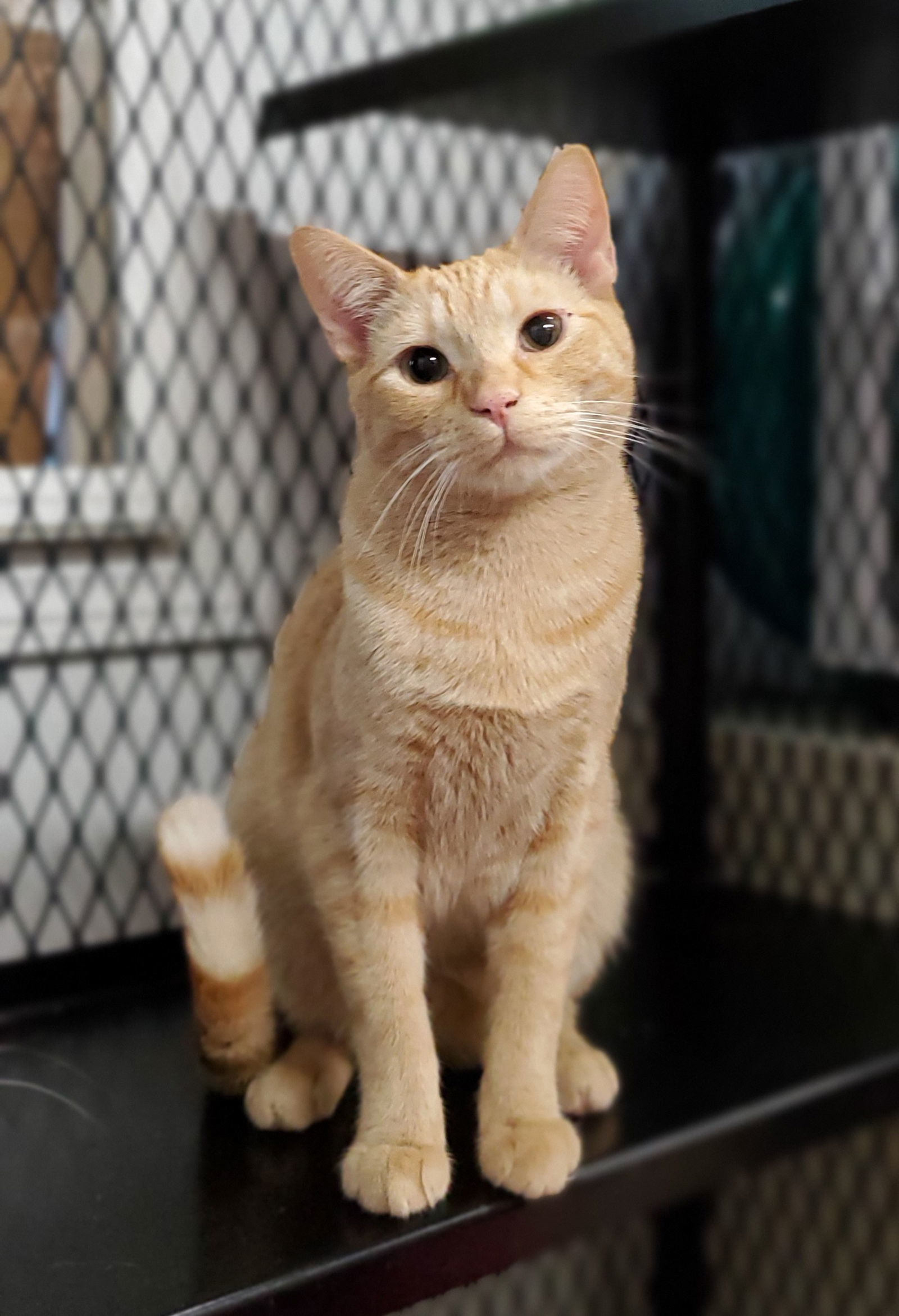 Gilligan, an adoptable Domestic Short Hair in Estherville, IA, 51334 | Photo Image 1