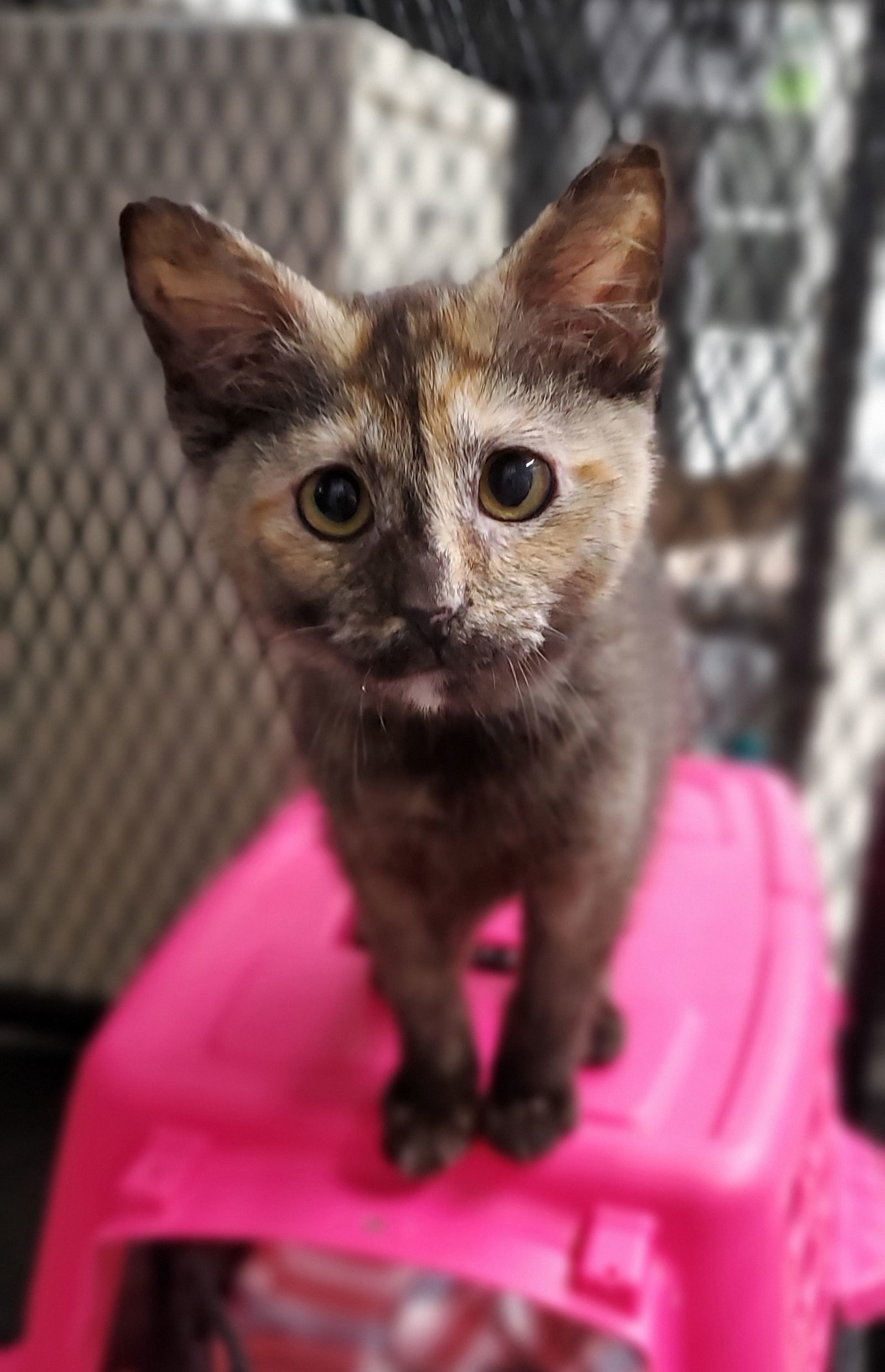 Tori, an adoptable Domestic Short Hair in Estherville, IA, 51334 | Photo Image 2