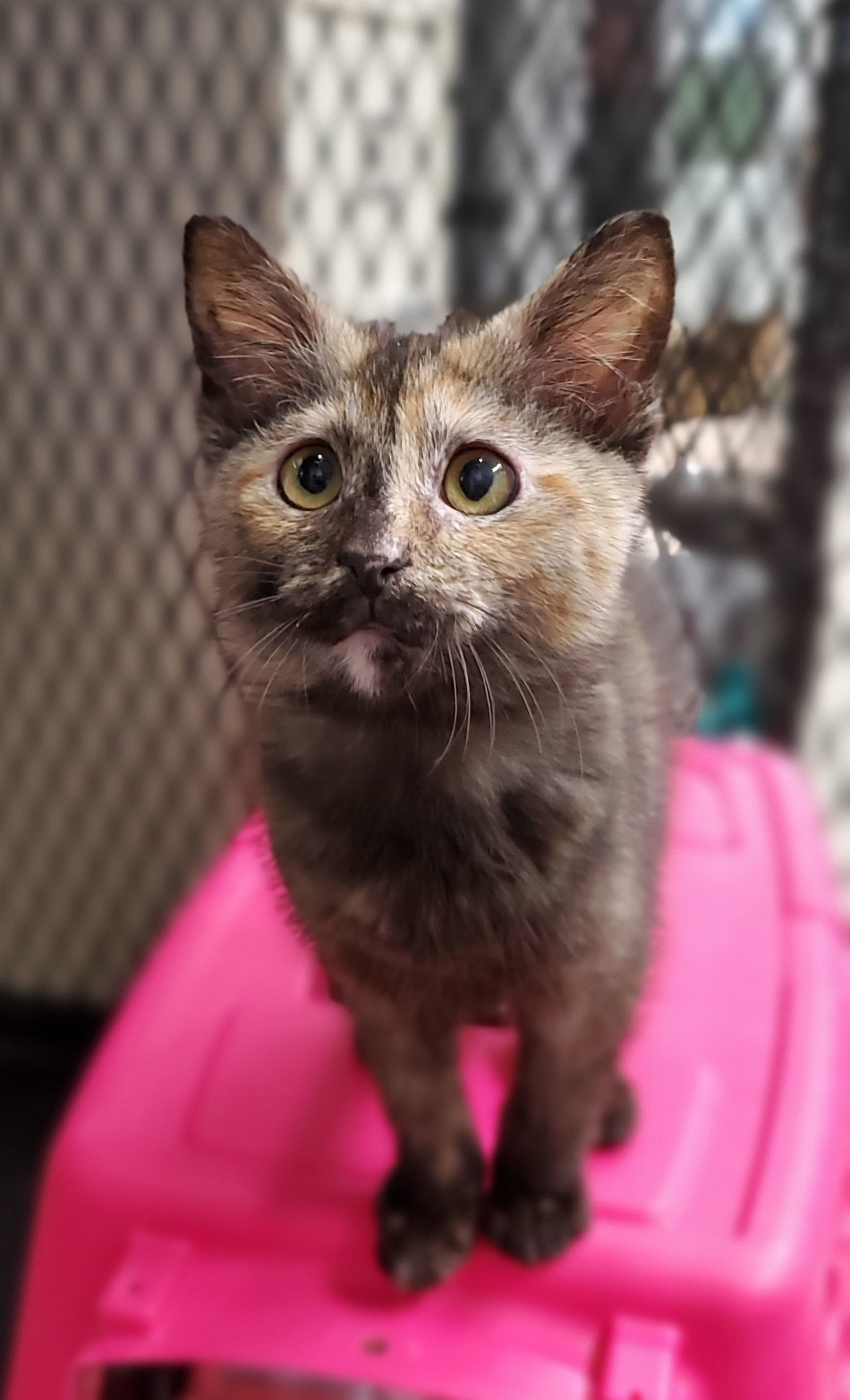 Tori, an adoptable Domestic Short Hair in Estherville, IA, 51334 | Photo Image 3