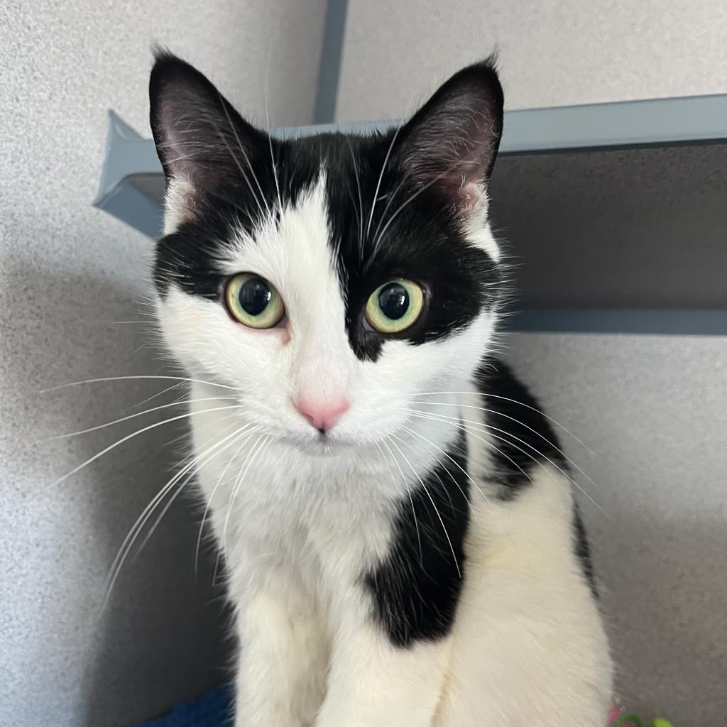 Keli, an adoptable Domestic Short Hair in North Battleford, SK, S9A 2M7 | Photo Image 1