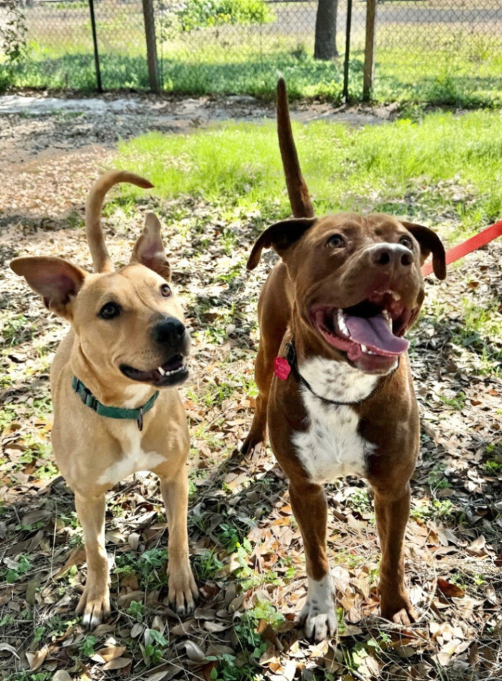 Dog for adoption - Denver Wiggles, a Pit Bull Terrier & Staffordshire ...