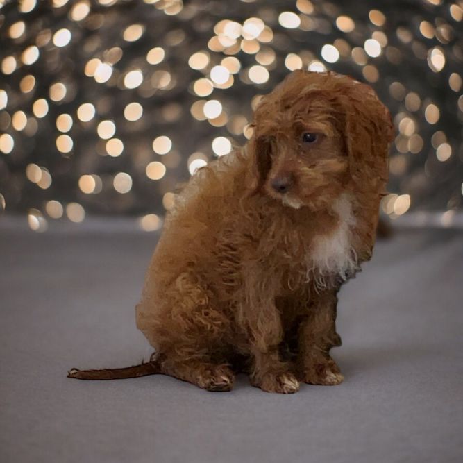 Petfinder cavapoo hot sale