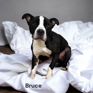 Bruce