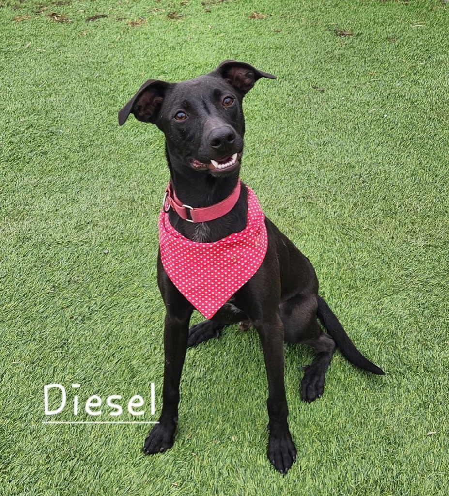 Diesel