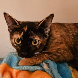 Petfinder kittens best sale near me