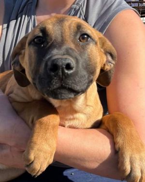 Rosie, Young Female Mountain Cur