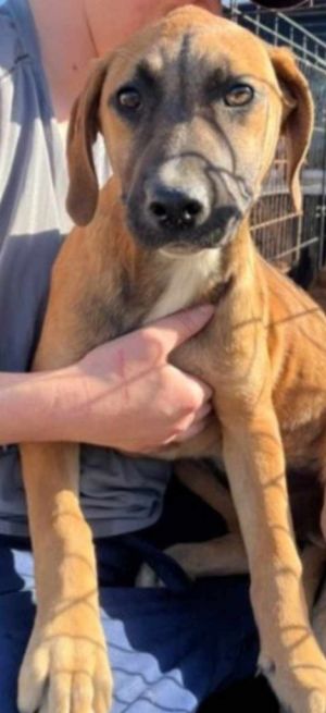 Anne, Young Female Mountain Cur
