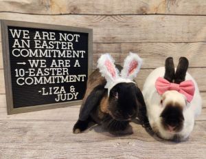 Liza, Adult Female Lop Eared