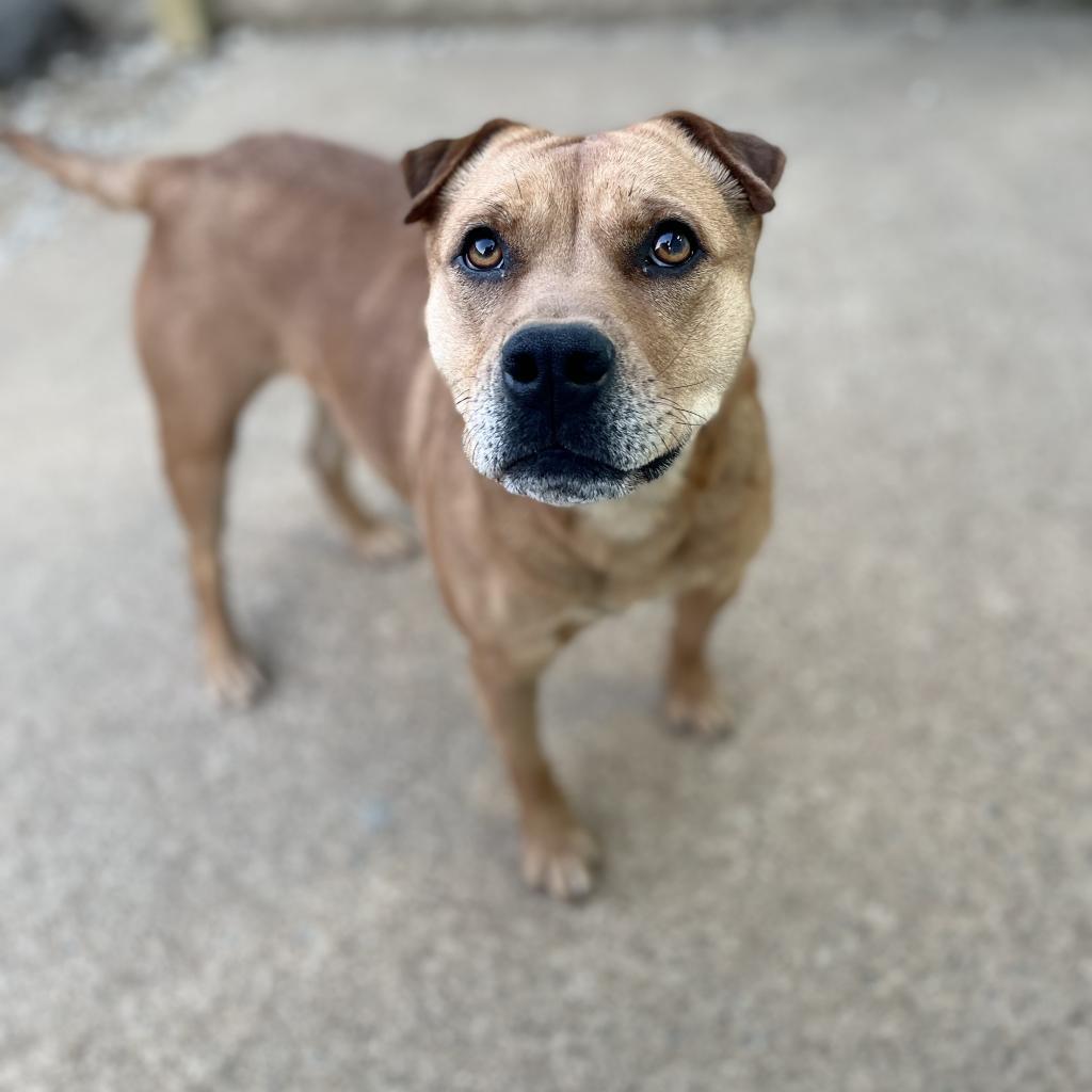 Molly, an adoptable Shar-Pei in Little Rock, AR, 72223 | Photo Image 2