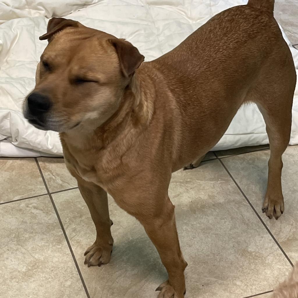 Molly, an adoptable Shar-Pei in Little Rock, AR, 72223 | Photo Image 3